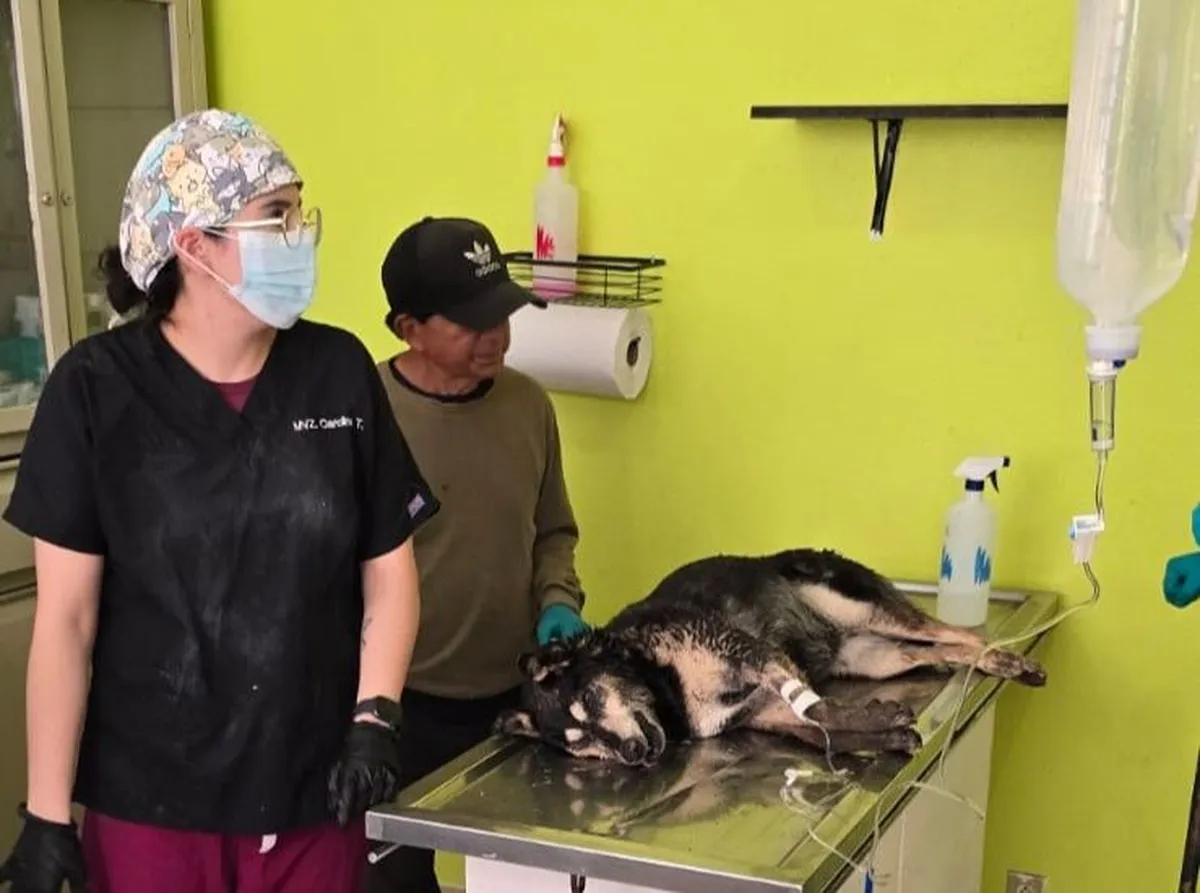 Rescatan a perrita envenenada en Toluca