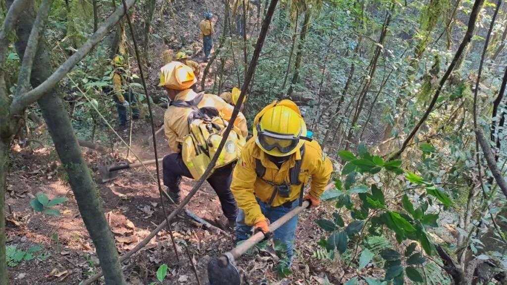Edomex con menos del 1% del área forestal afectada durante la temporada de incendios