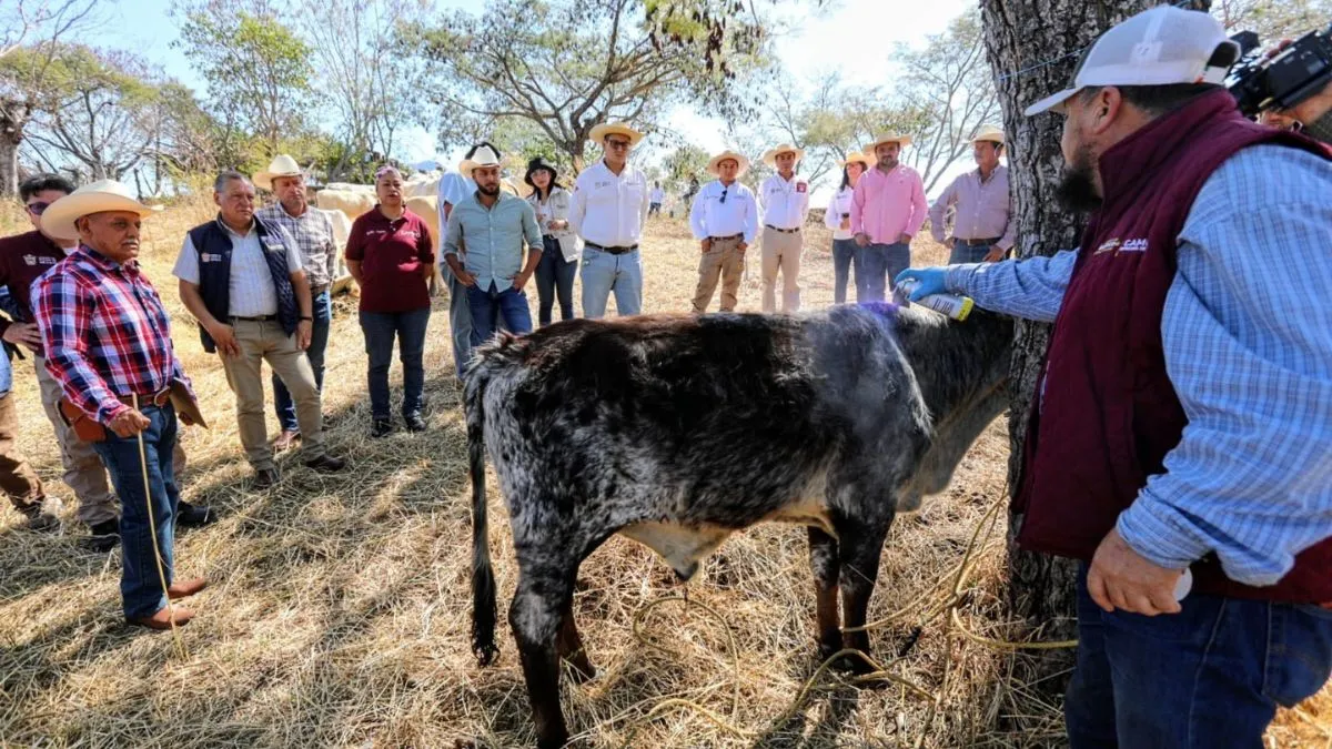 GEM instala trampas contra gusano barrenador en el sur