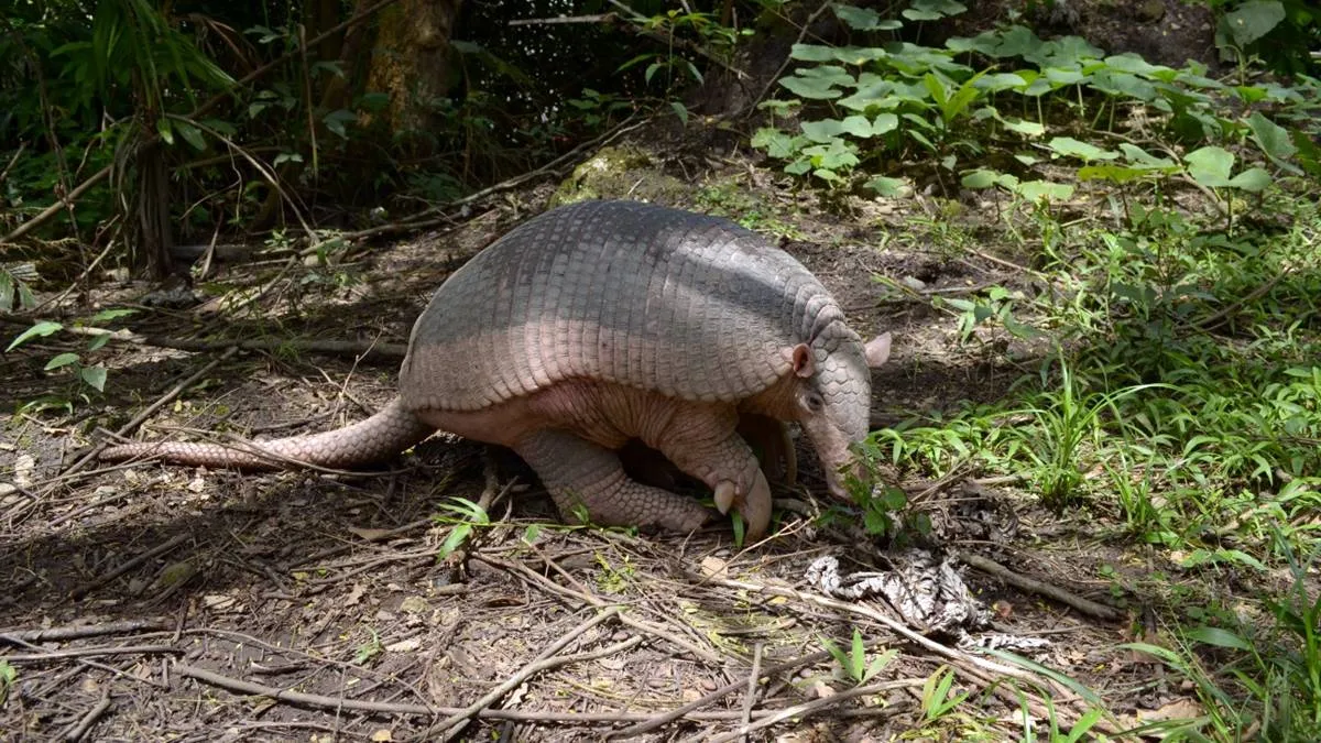 Ayotuxco, Zacualpan, el lugar de los armadillos