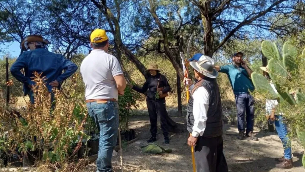 Plaga de Heno Motita prolifera en la Sierra de Guadalupe