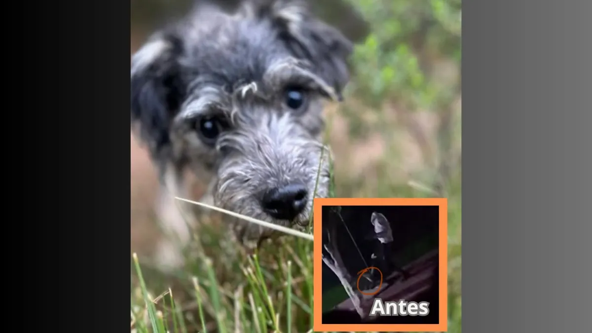 Chimalhuacán: Dan prisión a sujeto por maltrato animal