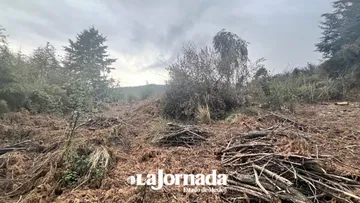 Desde la Legislatura Edomex preparan estrategia para combate a tala ilegal