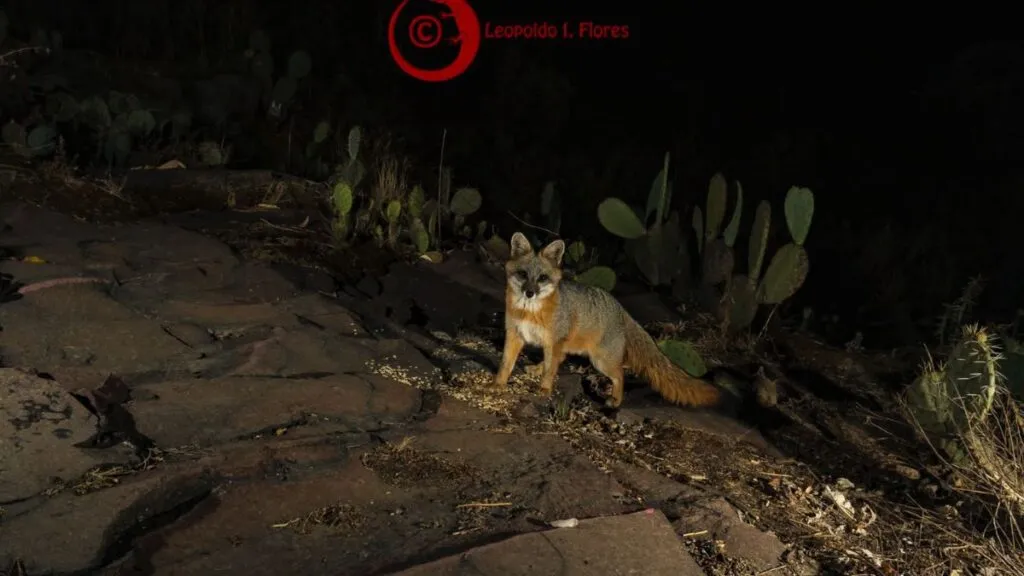 Animales silvestres en Toluca no son un peligro, asegura especialista