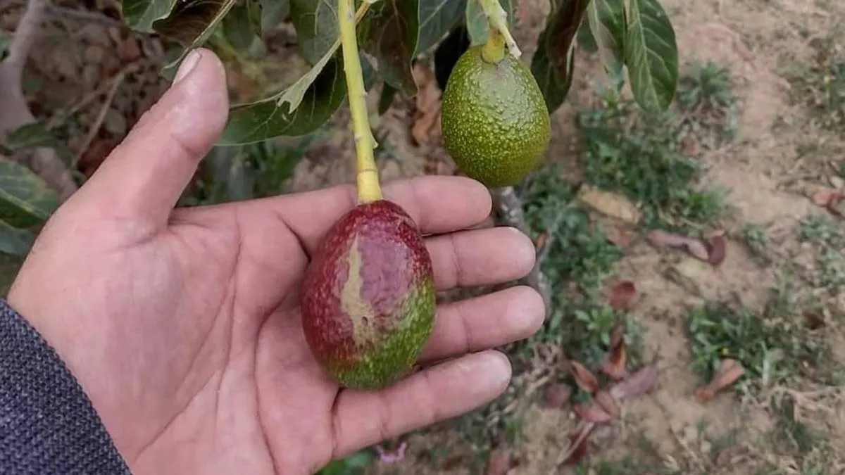 Aguacateros mexiquenses reportan posible presencia de plaga