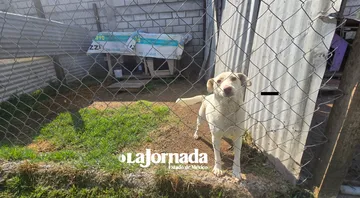 Urge crear composta con desechos de mascotas