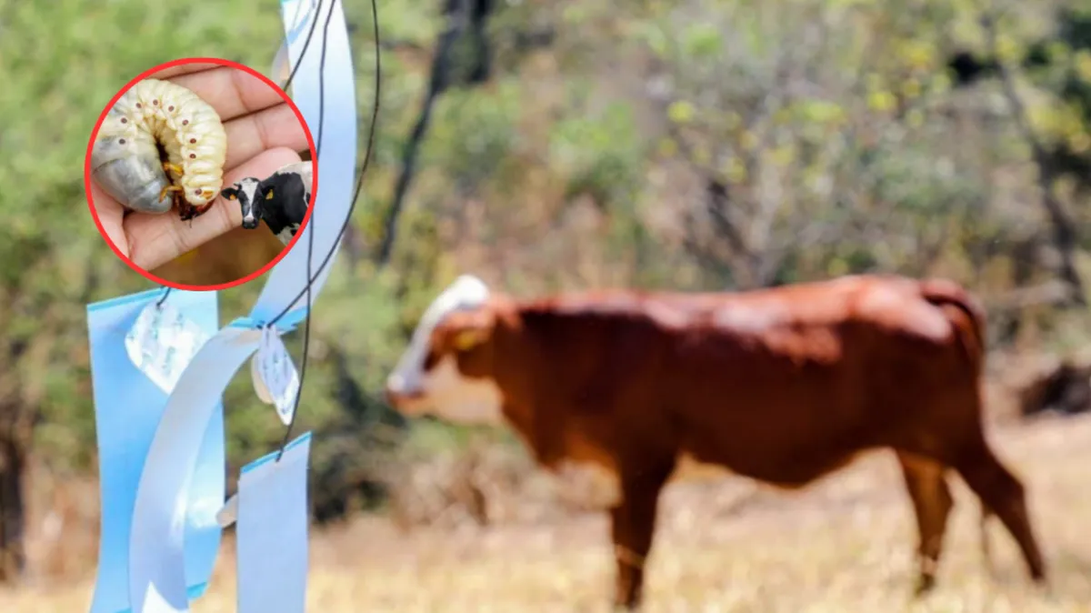 Contención de gusano barrenador en el sur del Edomex muestra resultados positivos