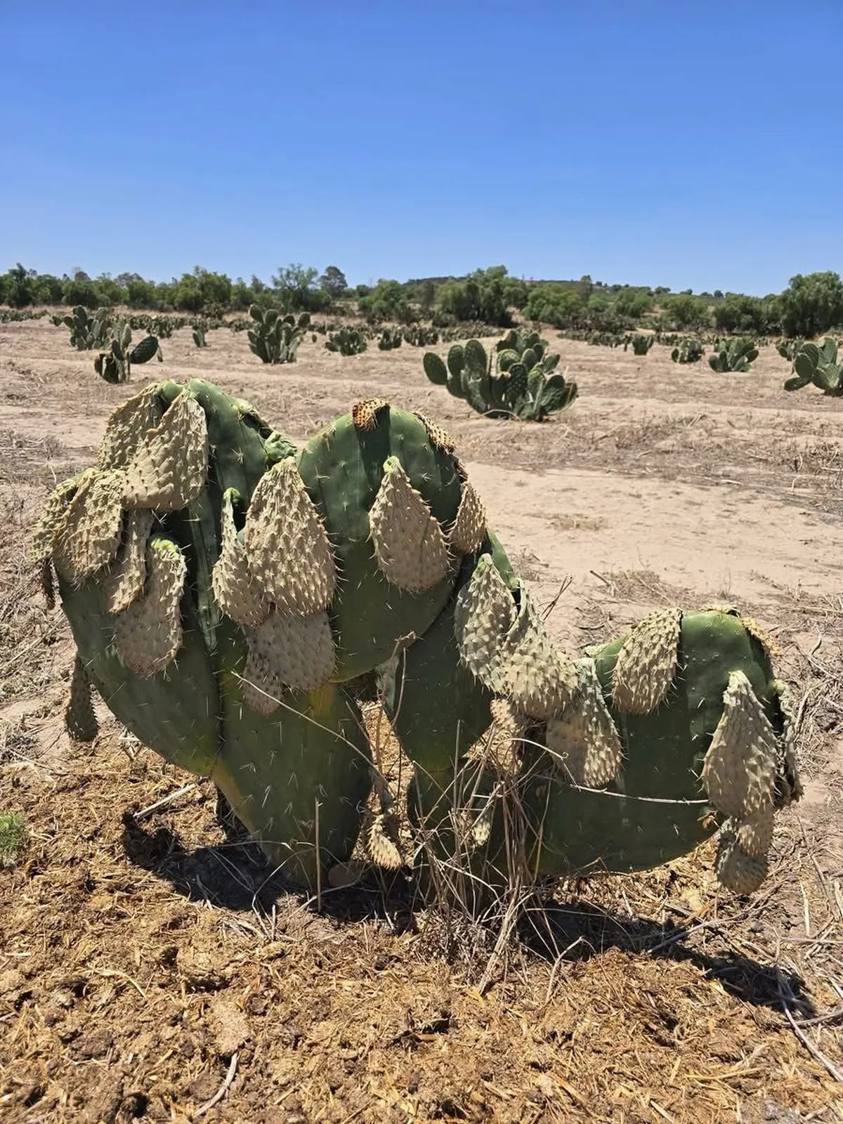 Productores de nopal afectados por helada recibirán alrededor de 4 mil pesos por hectárea