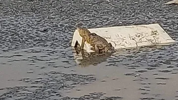 ¡ALERTA! Habitantes denuncian presencia de un cocodrilo en la Laguna la Piedad
