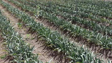 Mezcaleros comenzarán certificaciones en enero