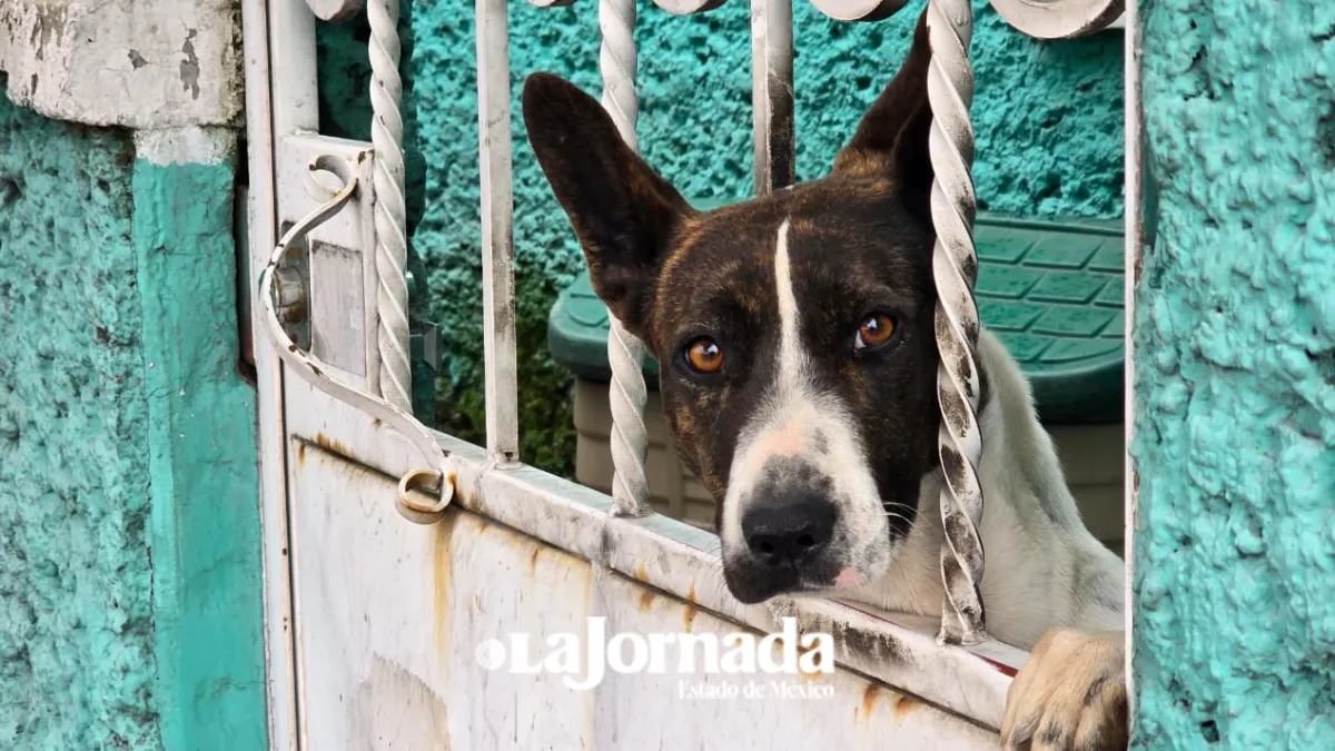 Perros y gatos superan el número de menores de 14 años en el país