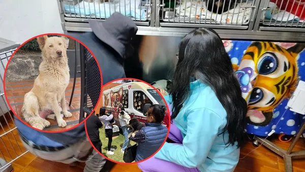 De perrita callejera a historia de rescate, así salvaron a “Mantequilla” en la UAEMéx.