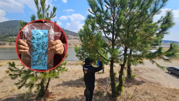 Edomex contiene brote de gusano barrenador ante alerta sanitaria en Puebla e Hidalgo