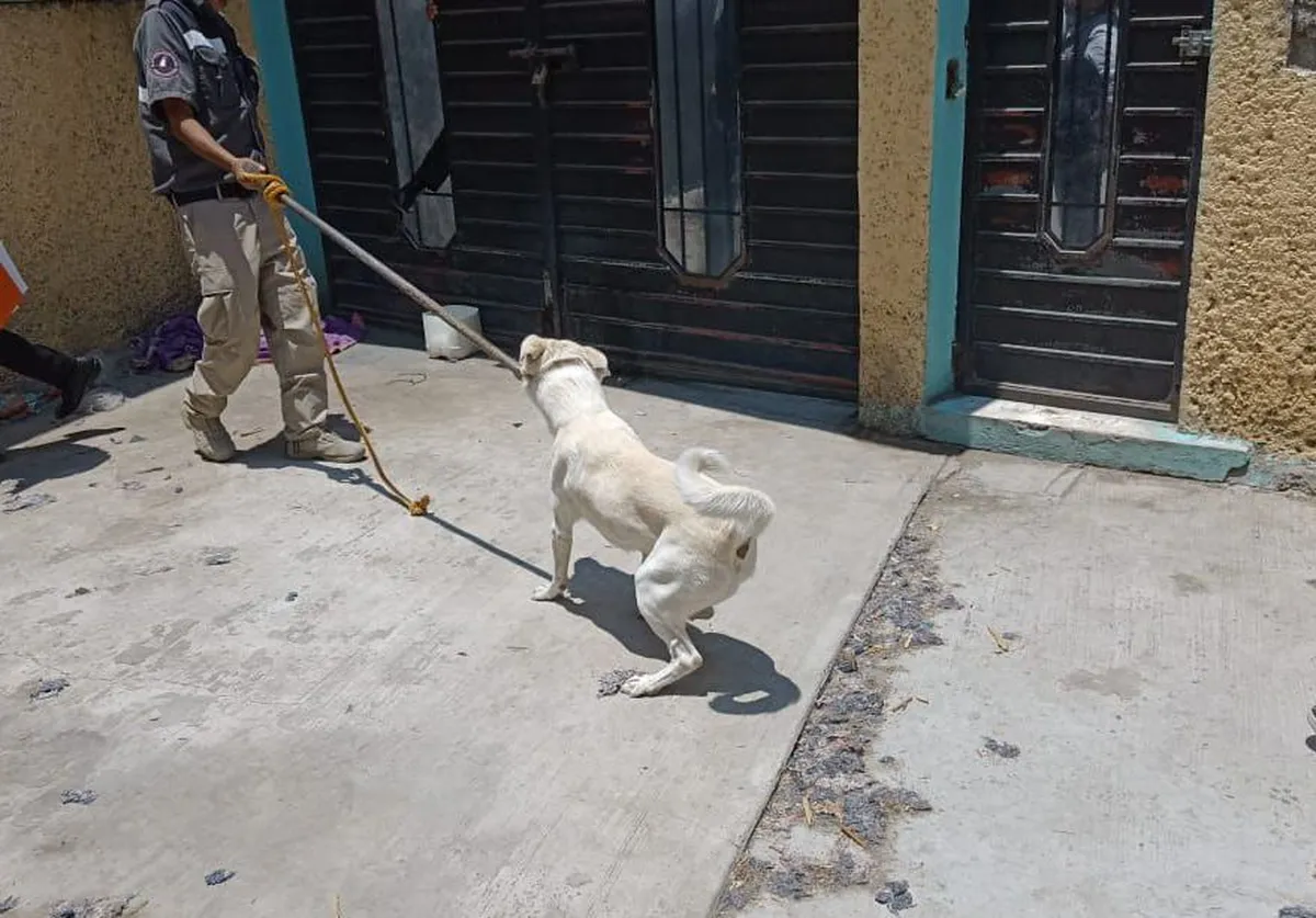 Rescatan a perrito en condiciones de abandono en Chimalhuacán