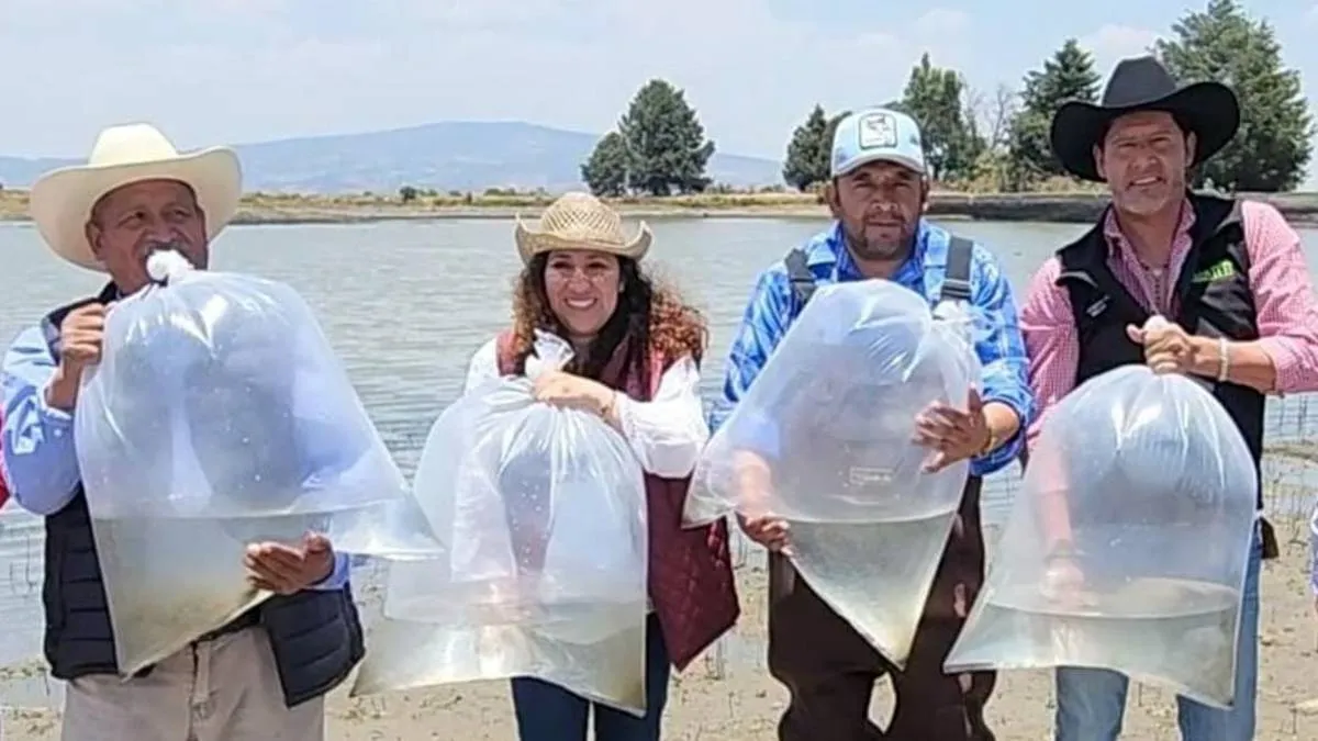 Siembran 2 millones de alevines en presas de Almoloya de Juárez