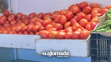 Edomex alista procesamiento del jitomate ante imposición de aranceles