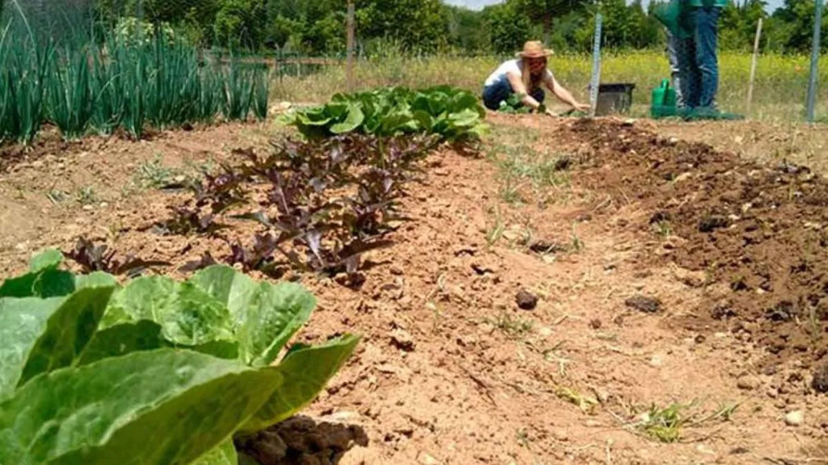 Problemas climáticos ponen en riesgo cadenas agroalimentarias