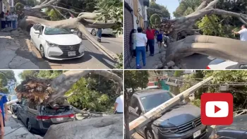 ¡Imágenes impactantes! Un árbol gigante sorprendió a los vecinos de la Agrícola Oriental al desplomarse sobre 5 vehículos.