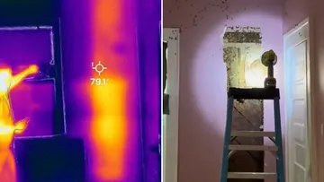 Niña contaba que había un monstruo en su habitación; eran 65 mil abejas
