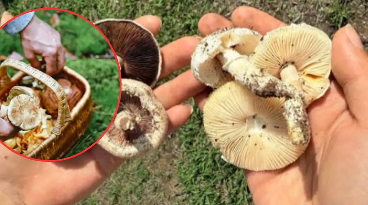 Hongos sagrados en Ocoyoacac: El ritual entre la sanación ancestral y el peligro de la montaña