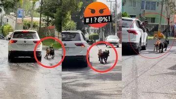Coacalco registra otro caso de maltrato animal; dueños quisieron golpear a testigos