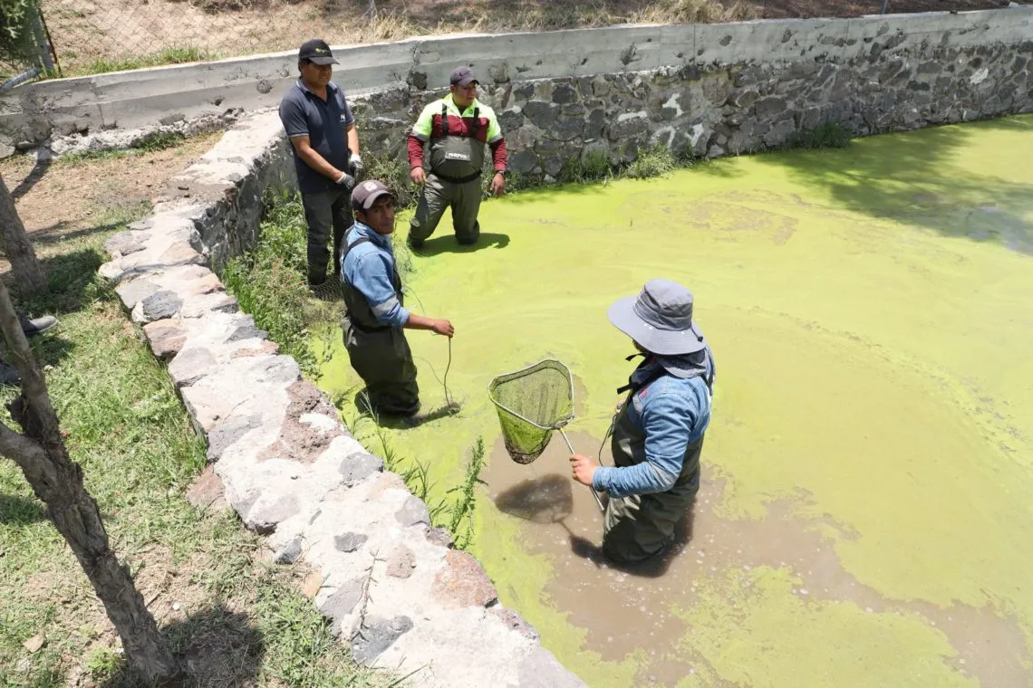 Tecámac arma jornada de limpieza para cuidar ajolote endémico