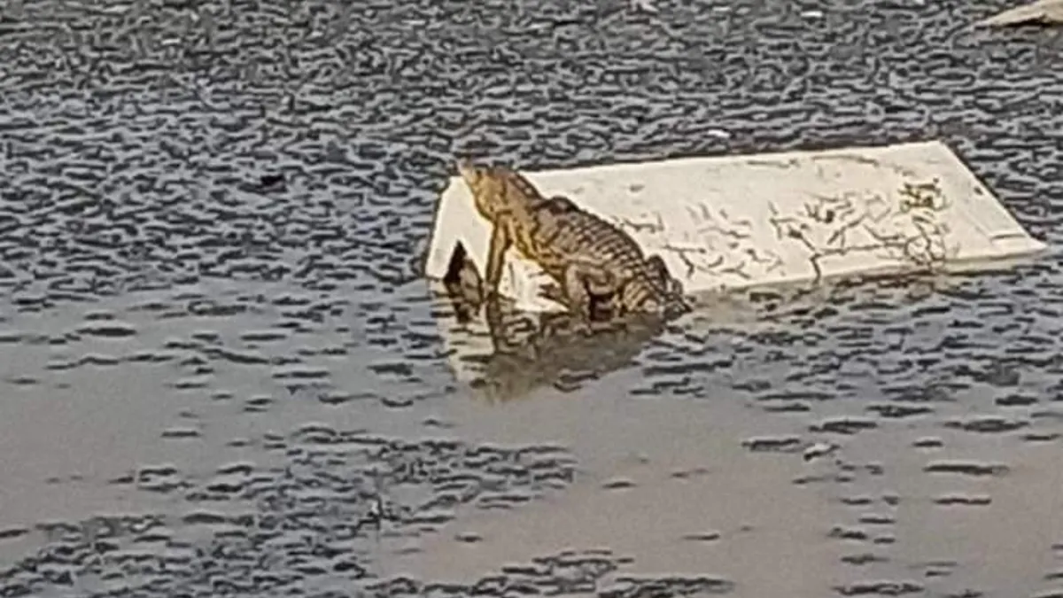 ¡ALERTA! Habitantes denuncian presencia de un cocodrilo en la Laguna la Piedad