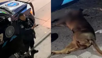 Policías matan a perro en Aguascalientes: ¿qué se sabe del caso de “Canelo”?