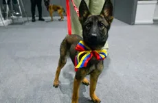 Venezuela dona cachorrita a México en agradecimiento por la ayuda brindada por el Ejército Mexicano tras los sismos del 24 de junio.