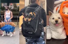 Para muchos usuarios, la regla se ha convertido en un reto creativo, pues mientras el perro esté dentro de una bolsa, técnicamente cumple con la normativa.