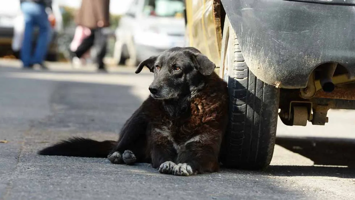¿Sabes por qué los perros orinan las llantas de los autos?