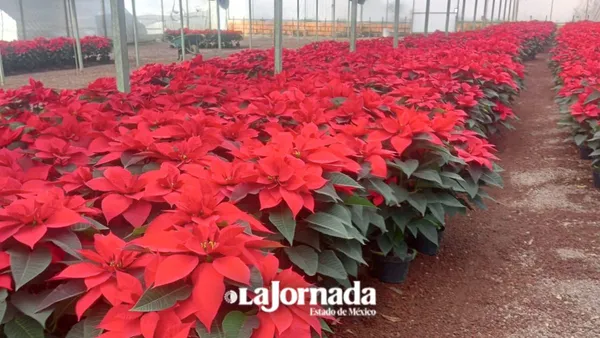 Productores de Texcoco dan vida a la Nochebuena que adorna miles de hogares
