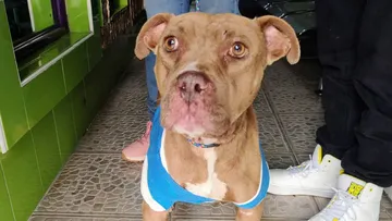 Suman 448 denuncias por maltrato animal en lo que va del 2023
