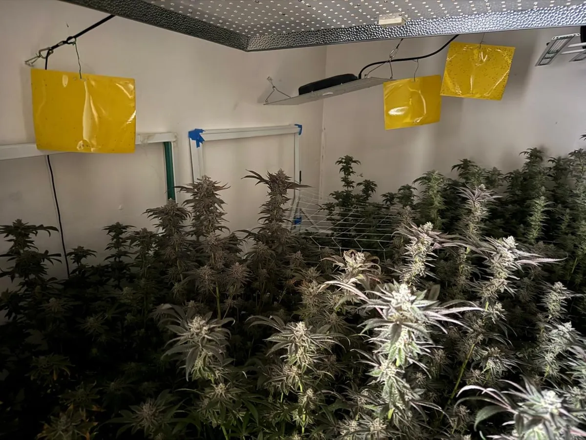 Descubren invernadero de marihuana en cateo realizado en Atizapán de Zaragoza
