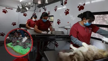 Calendario de esterilizaciones gratuitas para mayo en Tecámac