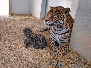 Resguardan 20 especies animales en Edomex