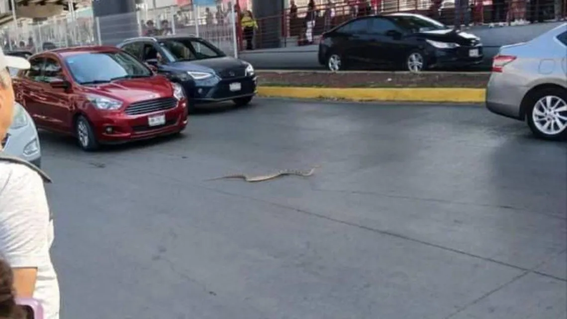 Serpiente muere arrollada en vía de Coacalco