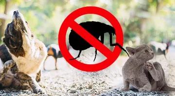 Vacaciones felices, libres de pulgas y garrapatas en mascotas