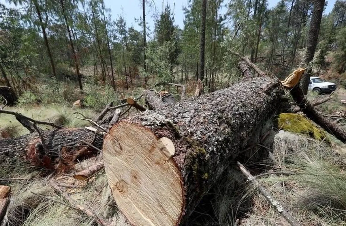 Edomex: Suman 60 operativos contra tala clandestinas en 2024