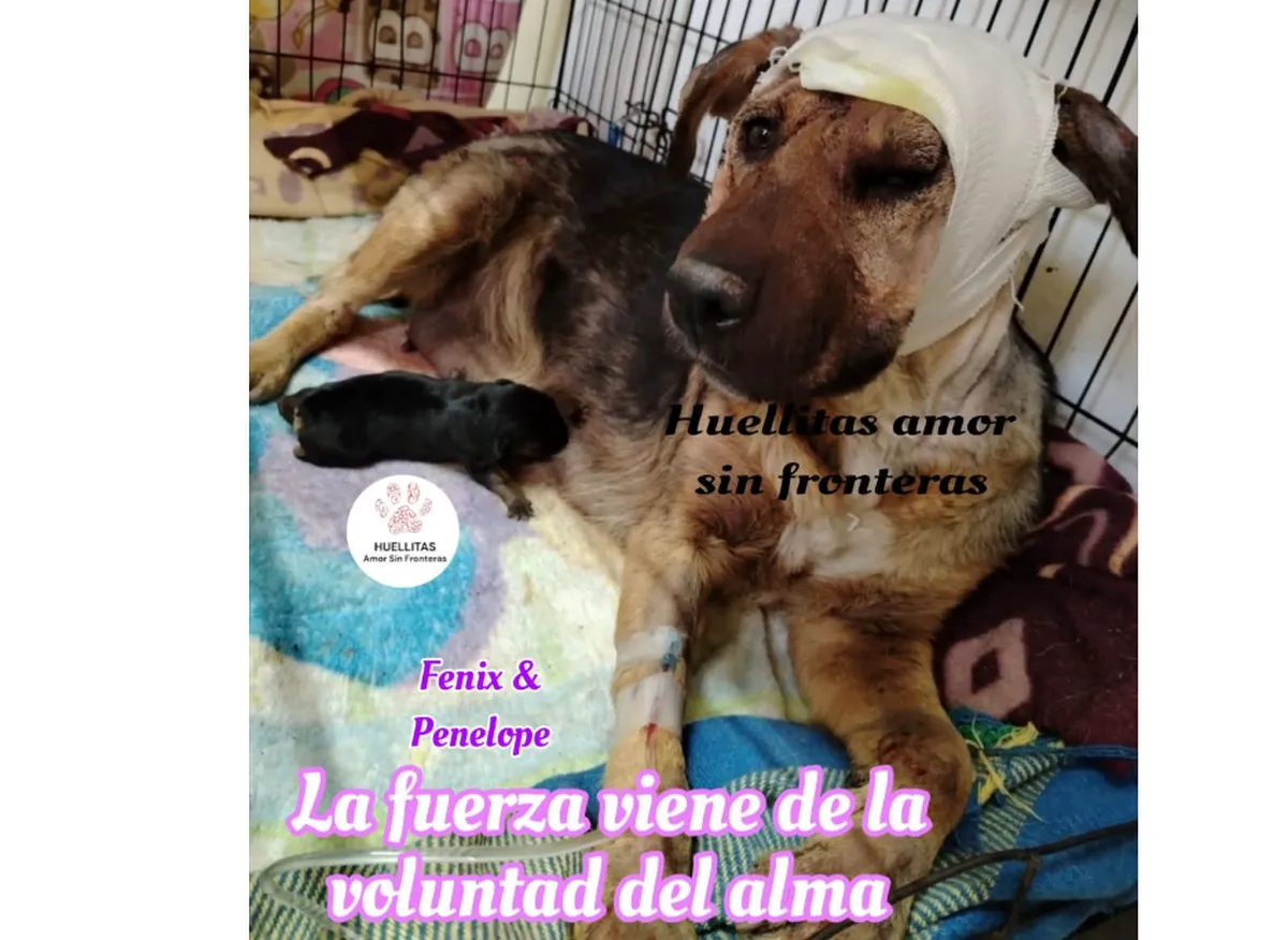 Justicia para las perritas Fénix y Penélope, víctimas de una brutal agresión