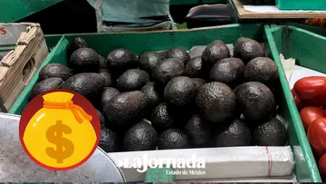 Estados Unidos ha frenado avance de exportación de aguacate del Edomex