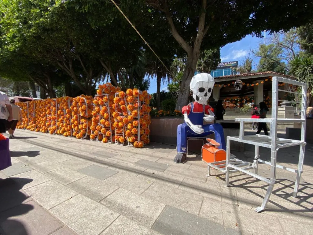 Preservan en Chimalhuacán cultivo de flor de cempasúchil