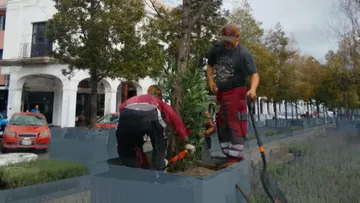 Toluca reemplaza 11 árboles secos de la Plaza González Arratia