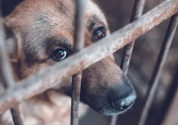 ¿Qué hacer ante un hecho de violencia contra mascotas?