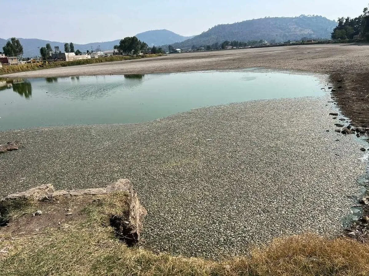 Tenancingo: ¡Alarmante! Peces mueren en la laguna de San José “El Cuartel” por la sequía