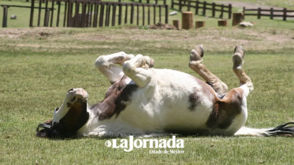 Parque Nacional Zempoala: El reflejo del Cielo en la tierra
