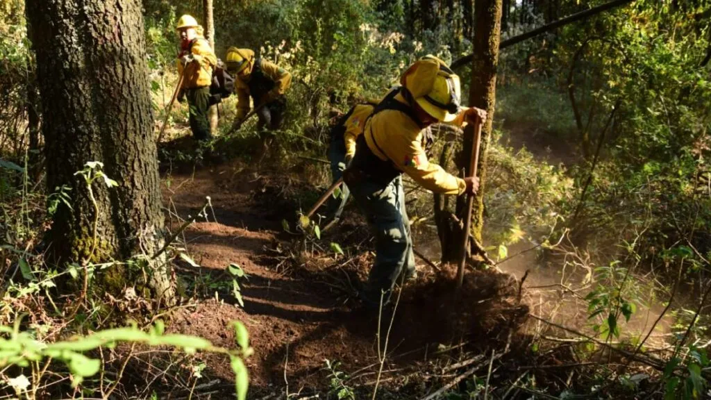 Edomex con menos del 1% del área forestal afectada durante la temporada de incendios