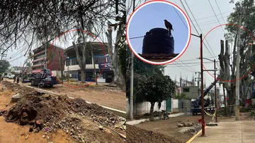 Tala de árboles deja sin hogar a águilas en Chalco