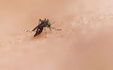 Edomex reporta cinco casos de dengue y refuerza acciones preventivas
