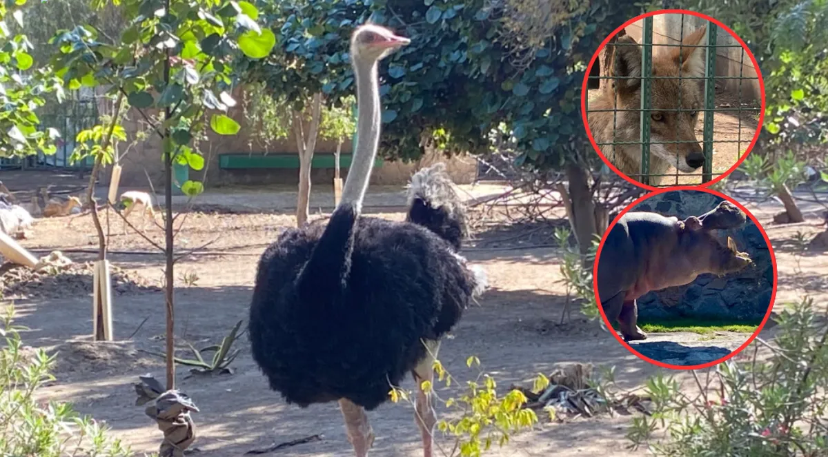 Zoológico de Neza protege a sus animales del frío con dietas enriquecidas y refugios